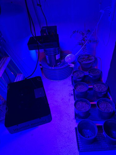 grow_veg