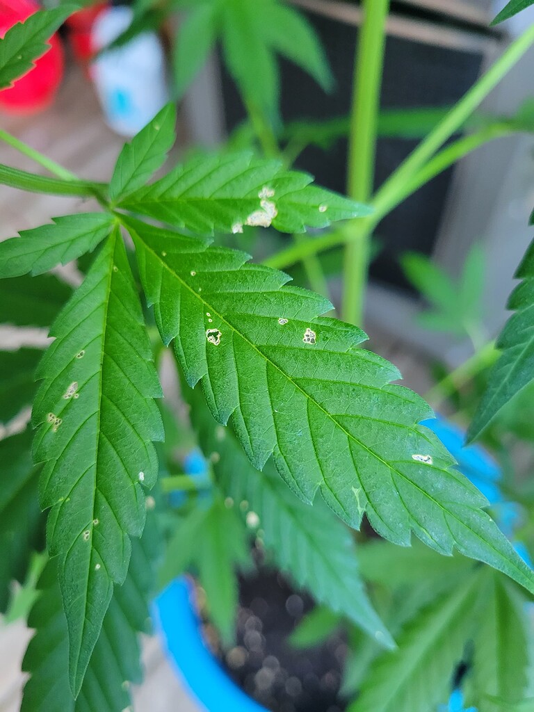 Leaves and Insects Grow from Home Growers Network Forum