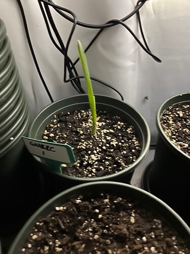 Garlic Sprout 1 Day 23