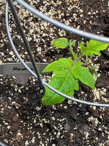 Roma Tomato Day 27