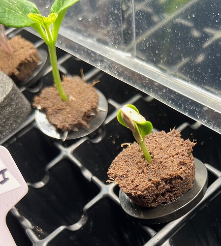 Zucchini Sprout Right Day 10