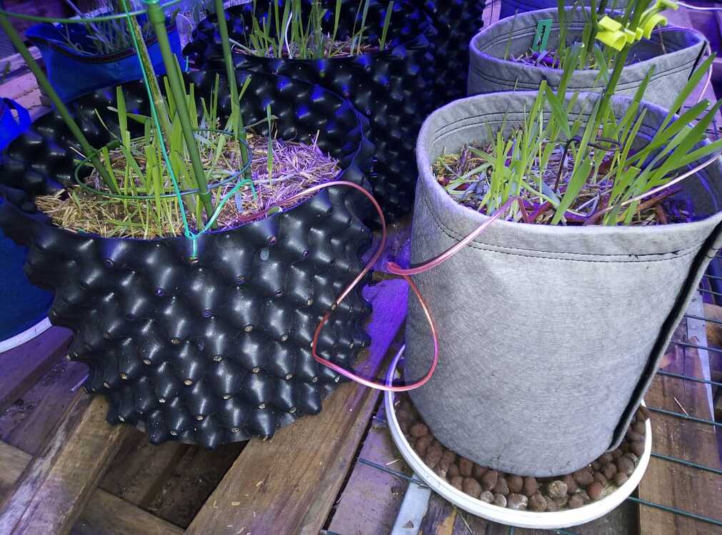 "Grounding" Of Potted Plants DIY Do It Yourself Growers Network Forum