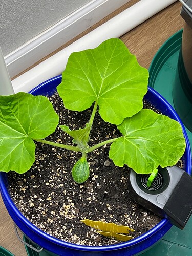 Yellow Squash 1 Day 27