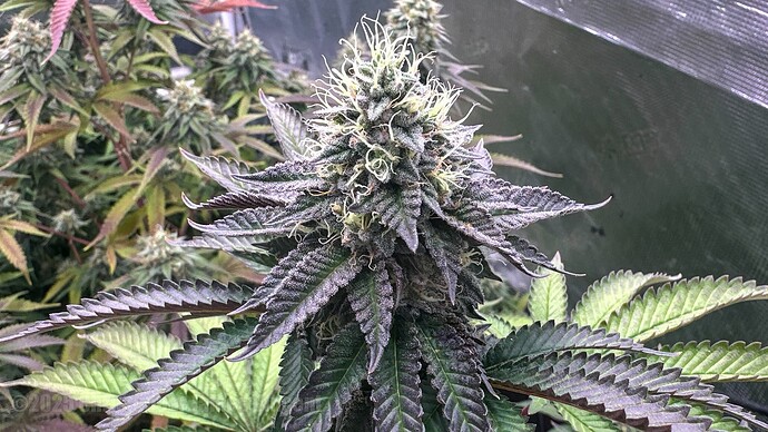 DJI_20250912_084112_209