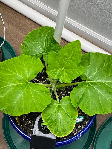 Yellow Squash 1 Day 32