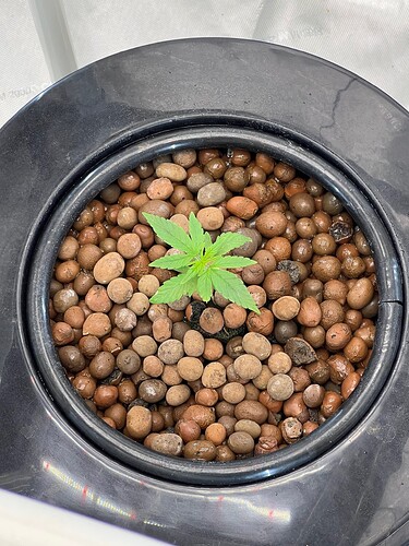 Hydro Day 7