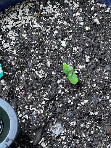 Yellow Squash 2 Day 9