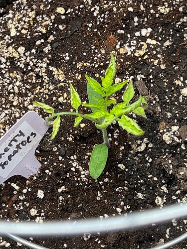 Cherry Tomato Day 24
