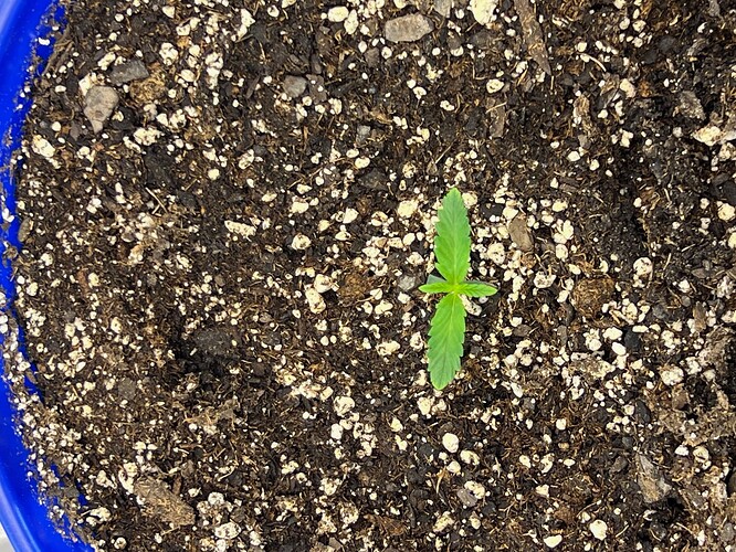 Monkey Slapz in the soil Day 5