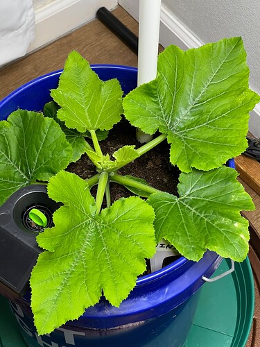 Zucchini Day 26