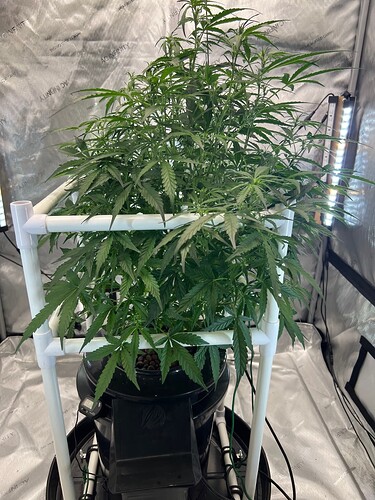 Plant 69 Day 40