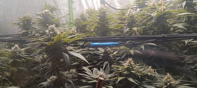 17075932713731026474798531922015