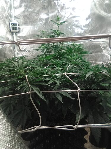 IMG_20200126_084855_1