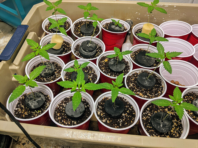 minihempys