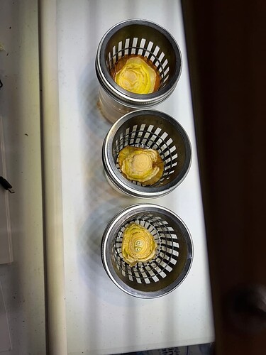 Onion Sprouts Day 28