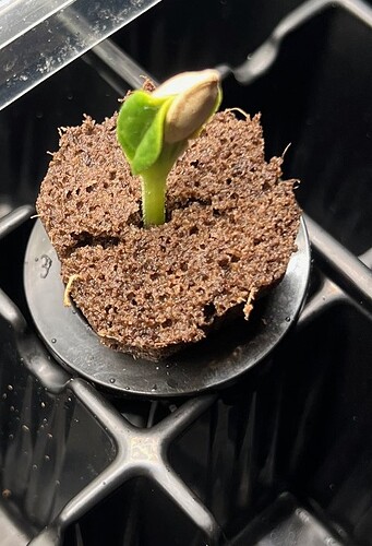 Zucchini Sprout Left 2 Day 10