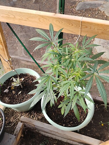 IMG_20250925_160731418