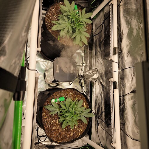 17599276012945597003492949686774