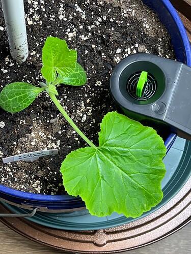 Yellow Squash 3 Day 22