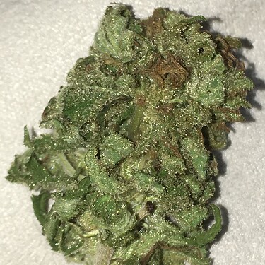 Shiny Bud