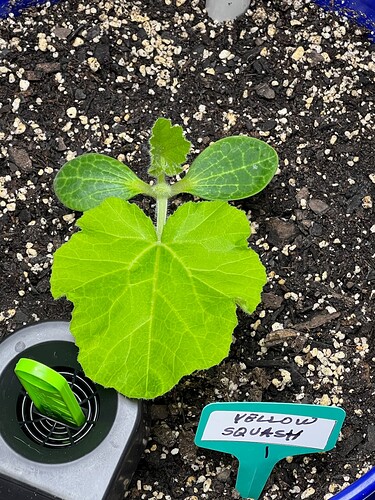 Yellow Squash 1 Day 19