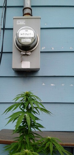 New Meter Site