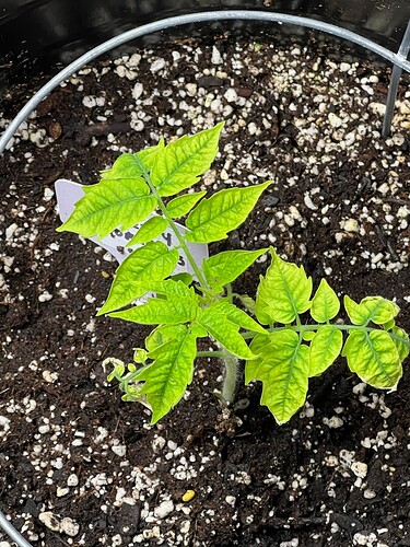 Cherry Tomato Day 34