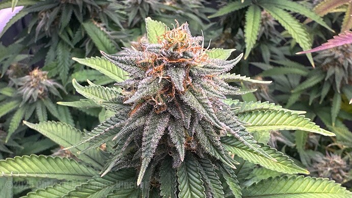 DJI_20250912_084148_145