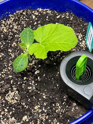 Yellow Squash 1 Day 18