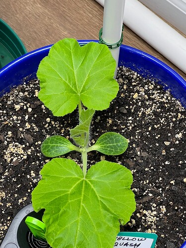 Yellow Squash 1 Day 23