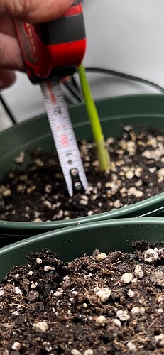 Garlic Sprout 3 inch Tall Day 21