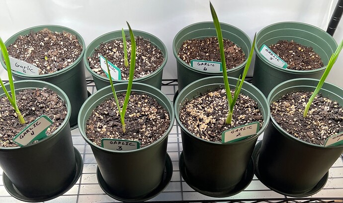 Garlic Day 32