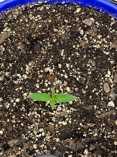 Monkey Slapz in the soil Day 6