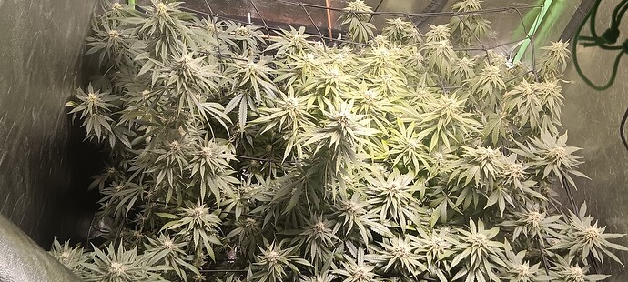 17074174464184600322524342064559