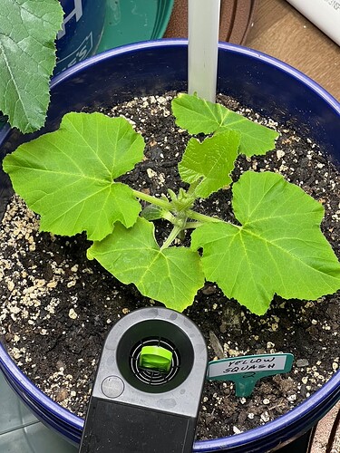 Yellow Squash 2 Day 31