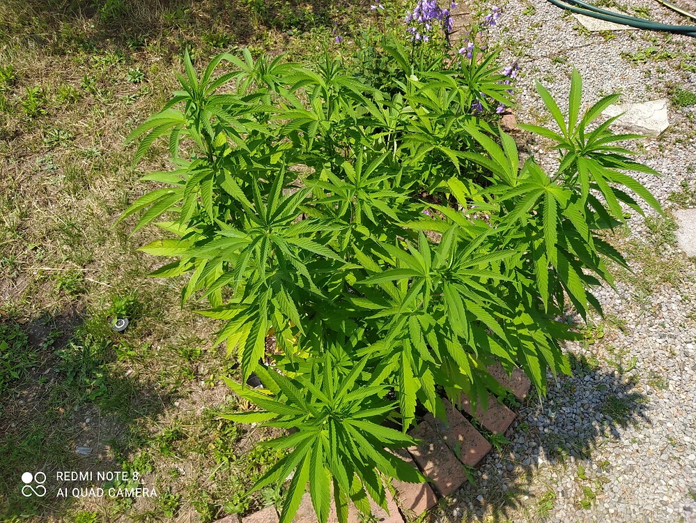 Anyone Use Gaia Green as Top Dressing? Grow from Home Growers