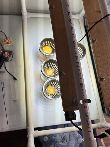 Onion Sprouts Day 29