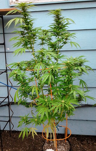 HashGodGirl