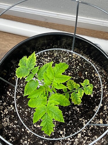 Cherry Tomato Day 39