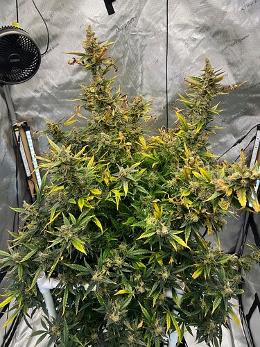 Plant 120 Day 91