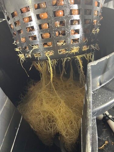 Root Ball