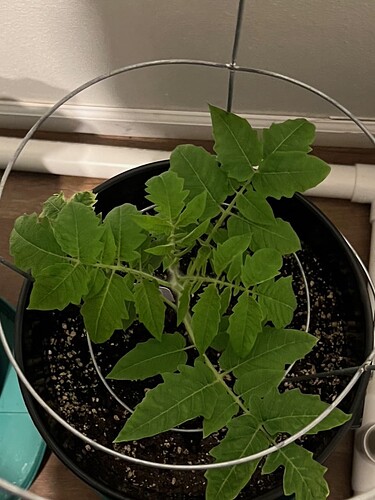 Cherry Tomato Day 45