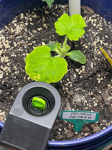 Yellow Squash 2 Day 24
