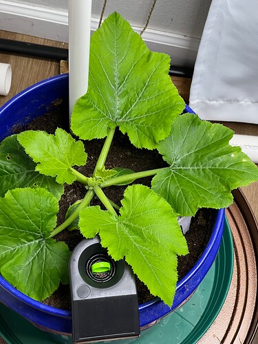 Zucchini Day 25