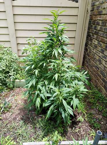 IMG-20210105-WA0000