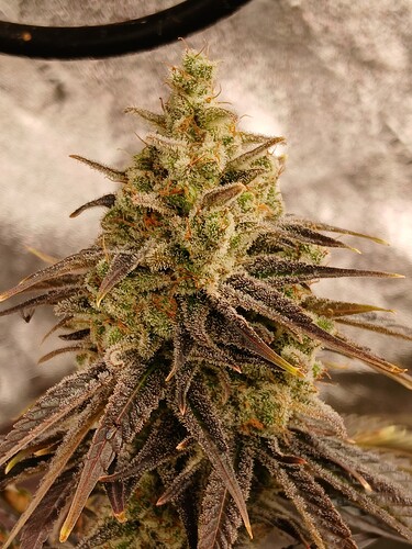 20251211_093304