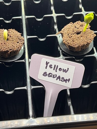 Yellow Squash Day 8