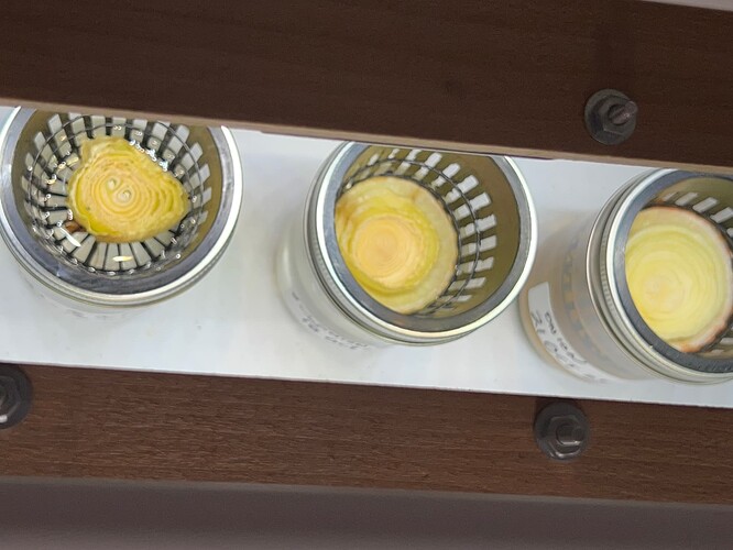 Onion Sprouts Day 23