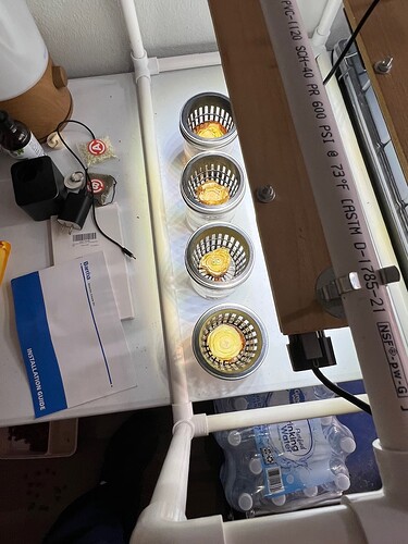 Onion Sprouts Day 31