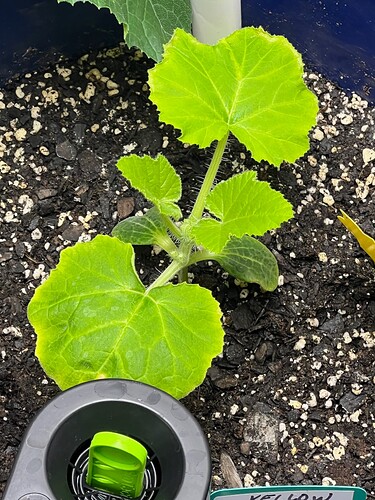 Yellow Squash 2 Day 26